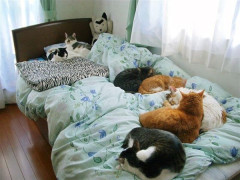 このベッド、寝るのに難儀しそうだ・・・【再】