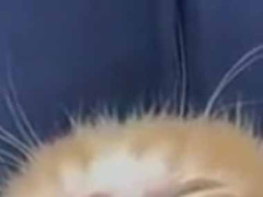 ３羽のヒナが ママからのゴハンを待っていた → 違いました…