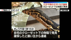 【朗報】脱走した1.2メートルのオオトカゲ、意外な場所で発見される