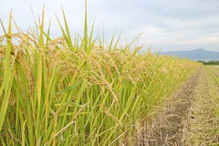 農家「稲を200キロ盗まれた！」→愛国者「イ゛ーッ！(高音)」→別の業者「すまん、神事のためにワイらが刈った」→愛国者「…」