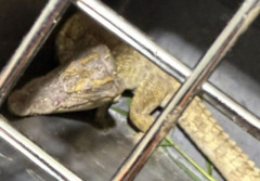 驪州の川に50cmのワニ出現、ペット遺棄疑惑に「飼えないなら飼うな」と韓国で怒りの声