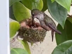 窓のすぐ外にハチドリの巣、母鳥がヒナに餌を運ぶ「とにかく小さすぎる」【海外の反応】