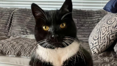 前の住人が置き去りにした猫が、引っ越してきた家族を幸せに導く