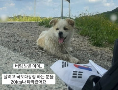 20km歩いて人間を追いかけた捨て犬コンジュ、韓国で「命を捨てるな」と怒りと涙の声