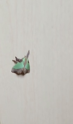 この虫が家に大量発生してるんだが（※画像あり）
