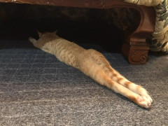１歳半の子供の噛み癖が治りません。反応すると面白がるので無反応で耐えて、諭してみたり怒ってみたり色々やりましたがヘラヘラするばかり。とうとう保育園の子を噛んでしまった。