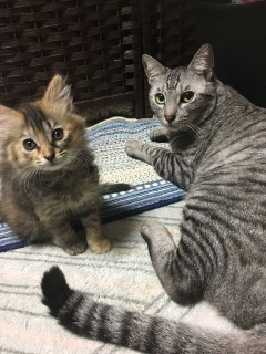 孫に会いたいと言われるけど、トメに会うたびに動悸に襲われてたから避けてた。トメ「孫に会う権利がある。動悸がする母親なら孫は預けられない。私が引き取る！」←もう勘弁して。