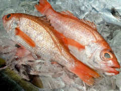 高級魚って「高いからきっと美味しいんだろなぁ～」って期待して食べるとガッカリすることが多い
