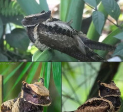 インド人「お前らの国にもフィクションみたいな動物っている？」