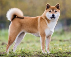 【画像】この画像が柴犬に見えるんやが俺がおかしいんか？