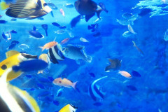 嫁は日曜に子どもを連れて数駅先の熱帯魚店へ歩いて行った。水族館みたいで楽しかったらしい。