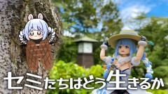【画像】兎田ぺこら：セミとして全力で生きる。ぺこ！