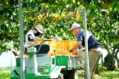 【悲報】果物農家(楽しいです、儲かります、美味しい果物が食べられます、自由な時間が多いです)←この職業