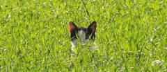 うちのネコはネズミ捕るよ。  田舎だと一年分米買って倉庫に入れたりしてるからネズミ出るし。【再】