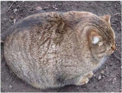 こんな猫がダイブしてきたら・・・【再】