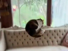 ソファに乗るだけで背もたれの高さまで跳び上がる猫、着地は毎回頭から「止まるときは顔を使う」【海外の反応】