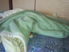 私は家族と市営住宅に住んでるんだけど、長男が突然怒り出した。長男「賃貸恥ずかしい！クラスで俺だけ賃貸！家買ってよ！」夫は過去の借金でローンが組めないんだから無理でしょ。