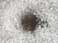 白い砂利の上でこげ茶色のまま丸見えだった小さなコウイカ「え、どこ行った？」【海外の反応】