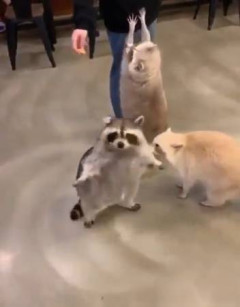 【動画】レッサーパンダ、可愛すぎて全レスが悶絶www