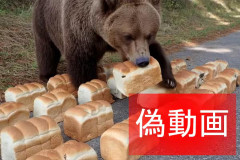 【鳥取】クマが食パンを食べる偽動画が拡散、平井知事「インプ稼ぎだろう」削除要請へ