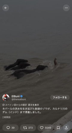 【動画】ネパールの洪水で流されたゾウさん親子、インドに漂着してしまう
