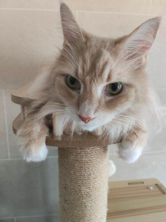 【激怒】犬と猫ってどう考えても犬のほうがかわいいよな？ｗｗｗｗｗｗｗｗｗｗ