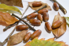 どんぐりとか言う食えもしないのにもてはやされて調子乗ってる木の実あるでしょ