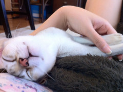 寝てる猫の攻撃力ときたら…  もはや兵器なみ【再】