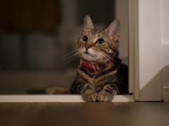 【悲報】嫁「猫ちゃん飼いたい❤」ワイ「ええで、保健所行こか」嫁「ヤダッッッッ！！！」