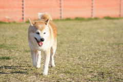 幼い頃の愛犬は誰にでも尻尾を振る人懐っこい子。だが散歩に出ようとすると、首輪に一万円札が挟まっていたことがある。