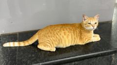 ムンバイの地下鉄駅で「猫最高責任者」に任命された茶トラ猫