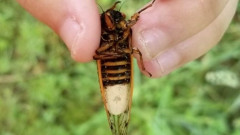 【画像】病菌が操る「ゾンビゼミ」、腹部脱落したまま飛行　交尾で感染拡大・・・