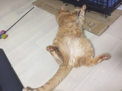 １ヶ月ちょっとの赤ちゃんがいるのに飲みに出かける旦那にイライラ。自分は飲んでグダグダで普段も育児に消極的なのにキレられて。お灸を据えるために実家に帰りたいけど逆効果かな。