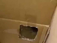 部屋の中に迷路を作ってみた。見てるだけのラビリンス！ → 可愛い参加者たちはこちらです…