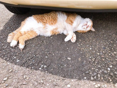 夏休みに嫁と子供が帰省してて、後から俺が合流。嫁の右手薬指に見慣れぬ指輪が付いていたので、俺「どうしたのそれ？」嫁「元彼にもらったの」子供がいなかったら離婚してたわ。