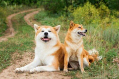 【悲報】東アジアで唯一日本さんが犬を食わなかった理由ｗｗｗｗｗｗｗｗｗｗ