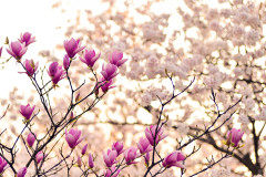 妻子持ちなのは知っていた。彼も何も言わず、関係をもちつづけた。しかし1年後、なぜかプロポーズされた。　私「なんで？意味が分からない」　→　なんと……..