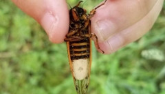 【画像】病菌が操る「ゾンビゼミ」、腹部脱落したまま飛行　交尾で感染拡大　20年米研究