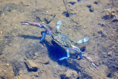 大繁殖した外来種のカニ駆除のために15万匹のタコがイタリアの海に投入される