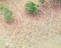 【動画】すご。長野県の南アルプスで鹿の超大群が撮影される。