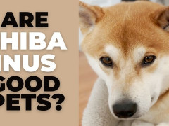 外国人「柴犬は本当に素晴らしいペットだ！」