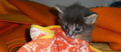 ノラだった4か月の子猫を飼い始めたら、帰宅するたびに鳴かれて困った。【再】