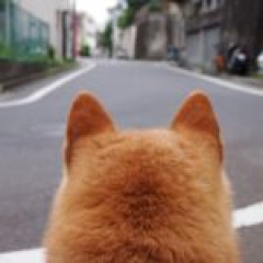 駄犬アドバンス