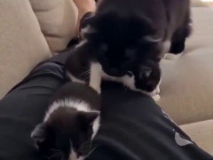 子猫をくわえて1匹ずつ飼い主の脚に置いていく母猫「はいこれ持ってて、あとこれも」【海外の反応】