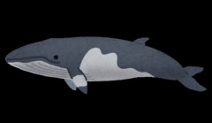 クジラ肉「不味い」「牛豚が無かった時代のもの」…商業捕鯨再開も20万トンから2000トンに激減