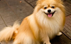 小3の娘がペットの犬をピンクに染めてた。私、ピンク色のポメラニアンなんて連れて散歩するの嫌だよ・・・