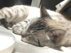 今私が第三子妊娠中でつわりがひどく、長男嫁と三男嫁が交代で上の子二人を預かってくれてる。凄くありがたいんだけど昨日夕飯がマックだったって聞いて本気でイラっとしちゃった。
