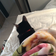 布団かけるとおとなしく眠るから可愛い。 昔飼ってた犬みたいだわ。【再】