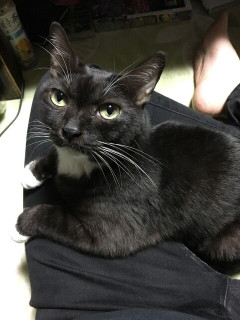 子供の学校では「子供の権利」を尊重していて、「いやなものはいやと言おう」と教えている。それで子供が「いやなことはやらなくていい」と勘違いして片付けを拒否するように・・・。