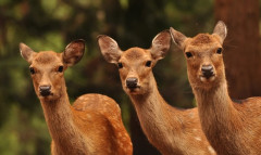 長野県で撮影されたシカの大群、ガチでヤバすぎる・・・